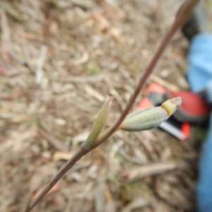 Fire and Orchids ACT Citizen Science Project at Point 5810 - 14 Nov 2016