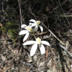 Fire and Orchids ACT Citizen Science Project at Point 5813 - 7 Nov 2016