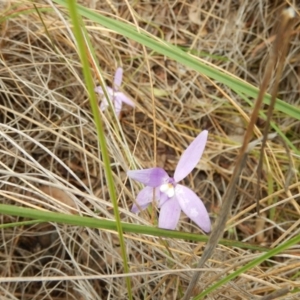Fire and Orchids ACT Citizen Science Project at Point 112 - 30 Oct 2016