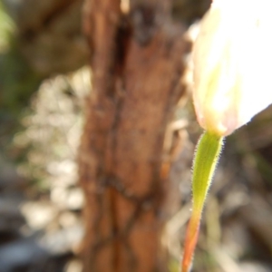 Fire and Orchids ACT Citizen Science Project at Point 3232 - 11 Nov 2016