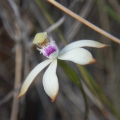 Fire and Orchids ACT Citizen Science Project at Point 5800 - 26 Sep 2016