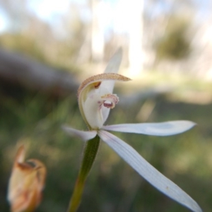 Fire and Orchids ACT Citizen Science Project at Point 3232 - 11 Nov 2016