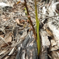 Fire and Orchids ACT Citizen Science Project at Point 5515 - 13 Nov 2016