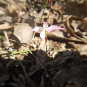 Fire and Orchids ACT Citizen Science Project at Point 82 - 17 Oct 2016