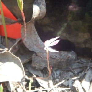 Fire and Orchids ACT Citizen Science Project at Point 82 - 17 Oct 2016