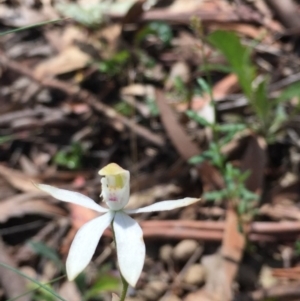 Fire and Orchids ACT Citizen Science Project at Point 93 - 13 Nov 2016