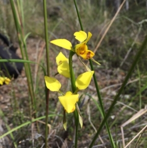 Fire and Orchids ACT Citizen Science Project at Point 76 - 13 Nov 2016