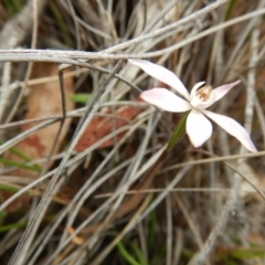 Fire and Orchids ACT Citizen Science Project at Point 120 - 30 Oct 2016