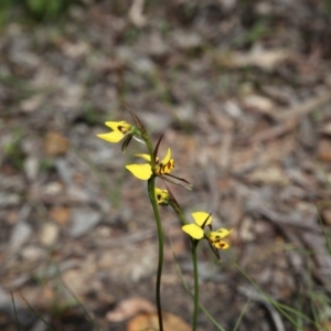 Fire and Orchids ACT Citizen Science Project at Point 5827 - 30 Oct 2016