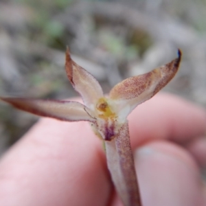 Fire and Orchids ACT Citizen Science Project at Point 5802 - 14 Nov 2016