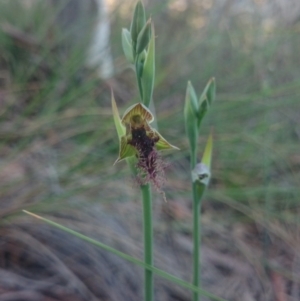 Fire and Orchids ACT Citizen Science Project at Point 4855 - 13 Oct 2015