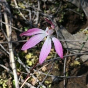 Fire and Orchids ACT Citizen Science Project at Point 79 - 2 Oct 2016