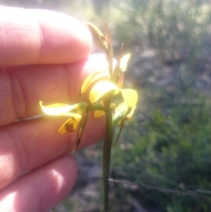 Fire and Orchids ACT Citizen Science Project at Point 4242 - 31 Oct 2016