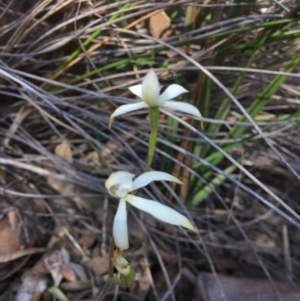 Fire and Orchids ACT Citizen Science Project at Point 76 - 16 Oct 2016