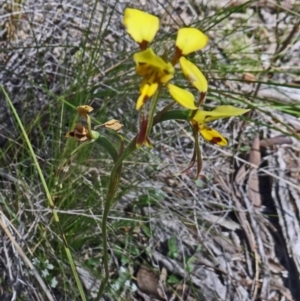 Fire and Orchids ACT Citizen Science Project at Point 38 - 28 Oct 2015