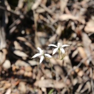 Fire and Orchids ACT Citizen Science Project at Point 83 - 16 Oct 2016