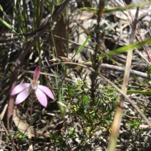 Fire and Orchids ACT Citizen Science Project at Point 4150 - 15 Oct 2016