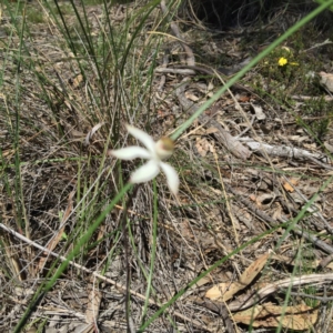 Fire and Orchids ACT Citizen Science Project at Point 4152 - 15 Oct 2016