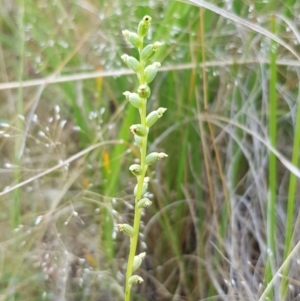 Fire and Orchids ACT Citizen Science Project at Point 5439 - 26 Dec 2020