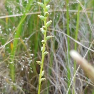 Fire and Orchids ACT Citizen Science Project at Point 5439 - 26 Dec 2020