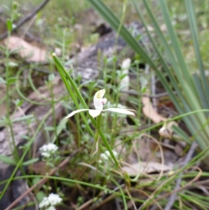 Fire and Orchids ACT Citizen Science Project at Point 5598 - 30 Oct 2015