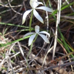 Fire and Orchids ACT Citizen Science Project at Point 38 - 27 Sep 2014