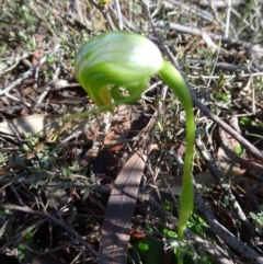 Fire and Orchids ACT Citizen Science Project at Point 5204 - 2 Oct 2016