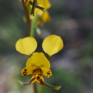 Fire and Orchids ACT Citizen Science Project at Point 5204 - 9 Oct 2021