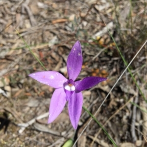 Fire and Orchids ACT Citizen Science Project at Point 4150 - 15 Oct 2016