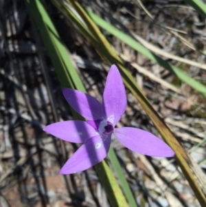 Fire and Orchids ACT Citizen Science Project at Point 4150 - 15 Oct 2016