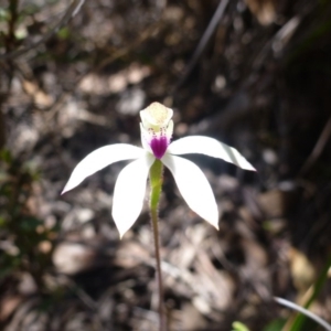 Fire and Orchids ACT Citizen Science Project at Point 99 - 14 Oct 2016