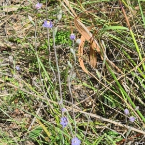 Fire and Orchids ACT Citizen Science Project at Point 5204 - 2 Nov 2021