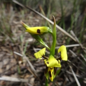 Fire and Orchids ACT Citizen Science Project at Point 14 - 24 Oct 2015