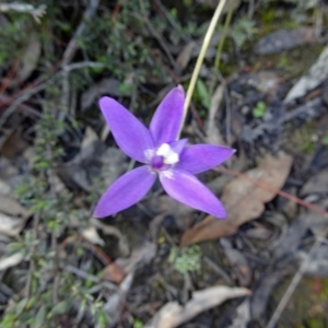 Fire and Orchids ACT Citizen Science Project at Point 5204 - 2 Oct 2016