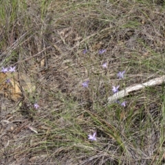 Fire and Orchids ACT Citizen Science Project at Point 38 - 27 Sep 2014