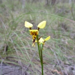 Fire and Orchids ACT Citizen Science Project at Point 4157 - 4 Nov 2015