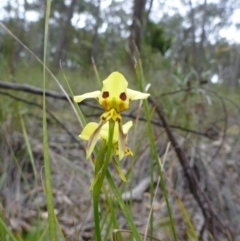 Fire and Orchids ACT Citizen Science Project at Point 4157 - 4 Nov 2015