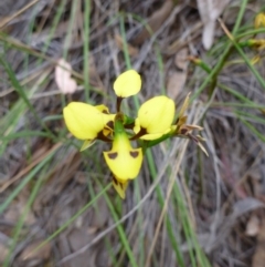 Fire and Orchids ACT Citizen Science Project at Point 4157 - 4 Nov 2015