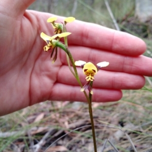 Fire and Orchids ACT Citizen Science Project at Point 4157 - 4 Nov 2015