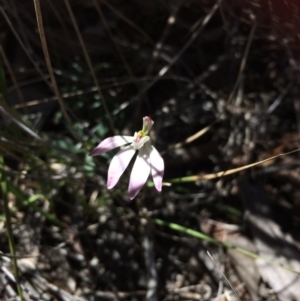 Fire and Orchids ACT Citizen Science Project at Point 99 - 14 Oct 2016