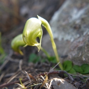 Fire and Orchids ACT Citizen Science Project at Point 5439 - 16 Sep 2018