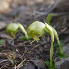 Fire and Orchids ACT Citizen Science Project at Point 5439 - 16 Sep 2018