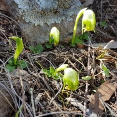 Fire and Orchids ACT Citizen Science Project at Point 5439 - 16 Sep 2018