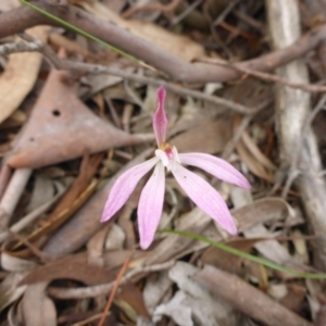 Fire and Orchids ACT Citizen Science Project at Point 5811 - 29 Oct 2016