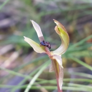 Fire and Orchids ACT Citizen Science Project at Point 8 - 14 Oct 2016
