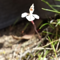 Fire and Orchids ACT Citizen Science Project at Point 6 - 5 Oct 2015