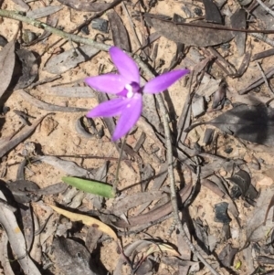 Fire and Orchids ACT Citizen Science Project at Point 604 - 11 Oct 2016