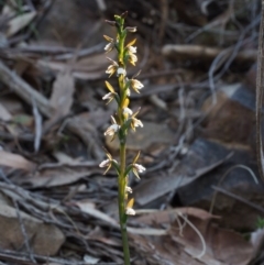 Fire and Orchids ACT Citizen Science Project at Point 29 - 16 Oct 2015