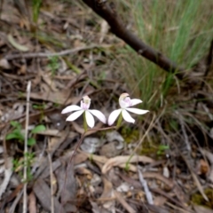 Fire and Orchids ACT Citizen Science Project at Point 5809 - 24 Oct 2015