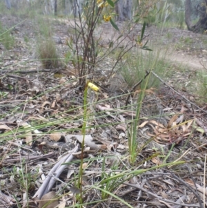 Fire and Orchids ACT Citizen Science Project at Point 5811 - 24 Oct 2015